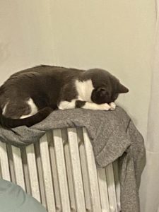 pets and mental health during the pandemic